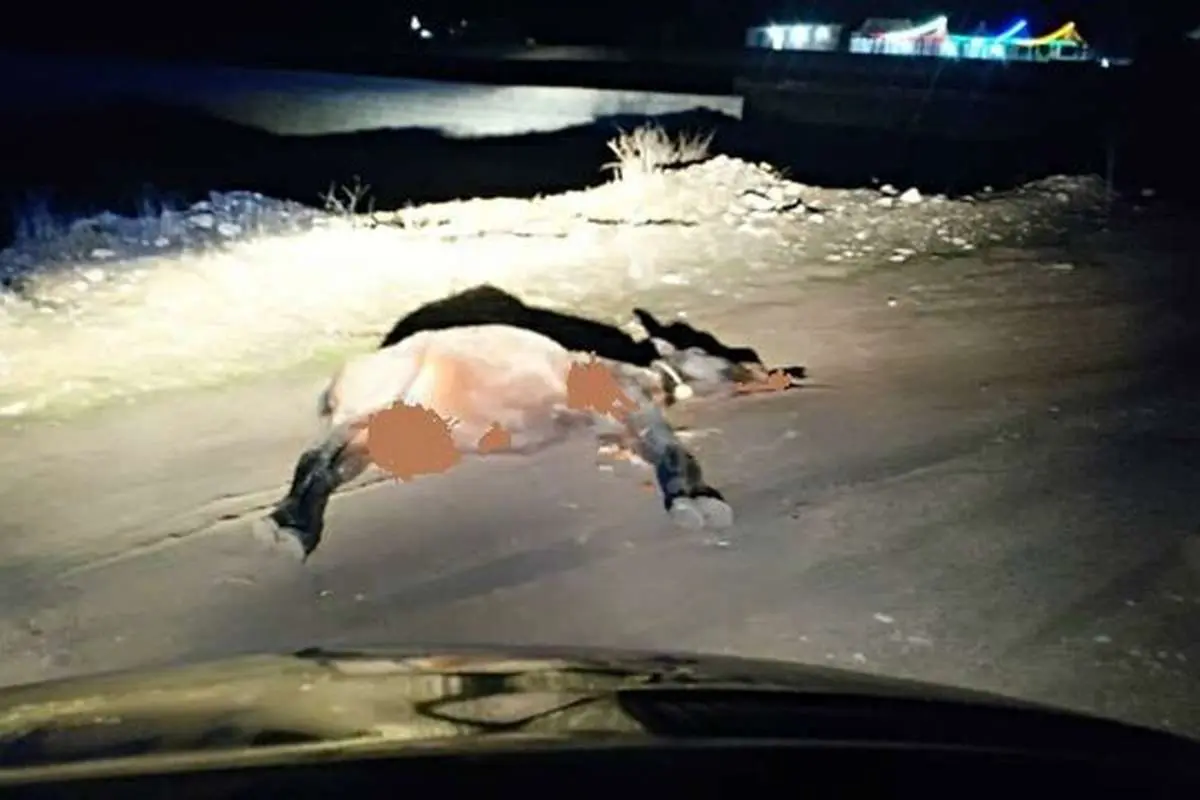 برخورد خونین پراید با اسب