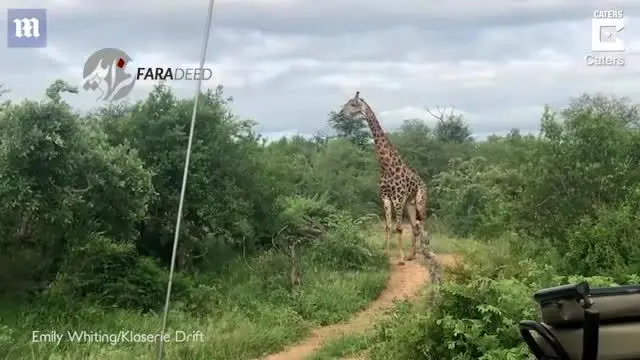 (ویدیو) ماده شیر سوار بر زرافه غول پیکر!