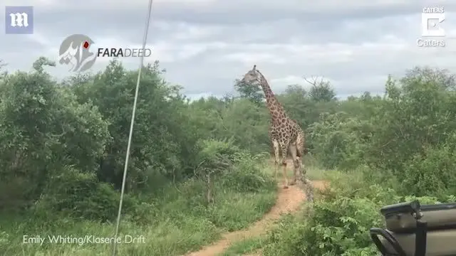 (ویدیو) ماده شیر سوار بر زرافه غول پیکر!