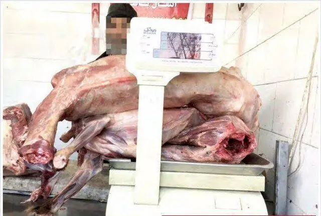 ماجرای فروش گوشت سگ در مشهد!