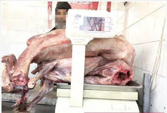 ماجرای فروش گوشت سگ در مشهد!