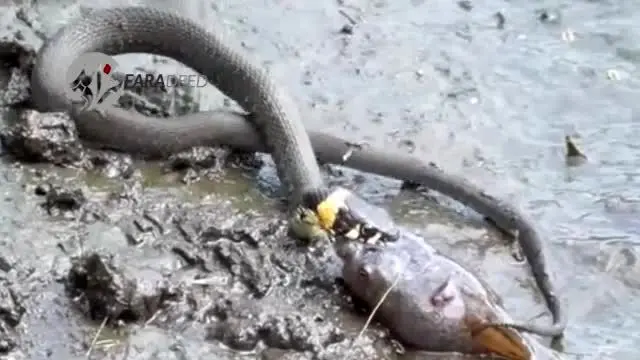 (ویدیو) شکار نادر یک ماهی توسط مار!