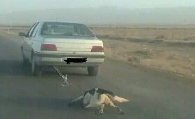 بستن سگ به خودرو در جاده اشتهارد!