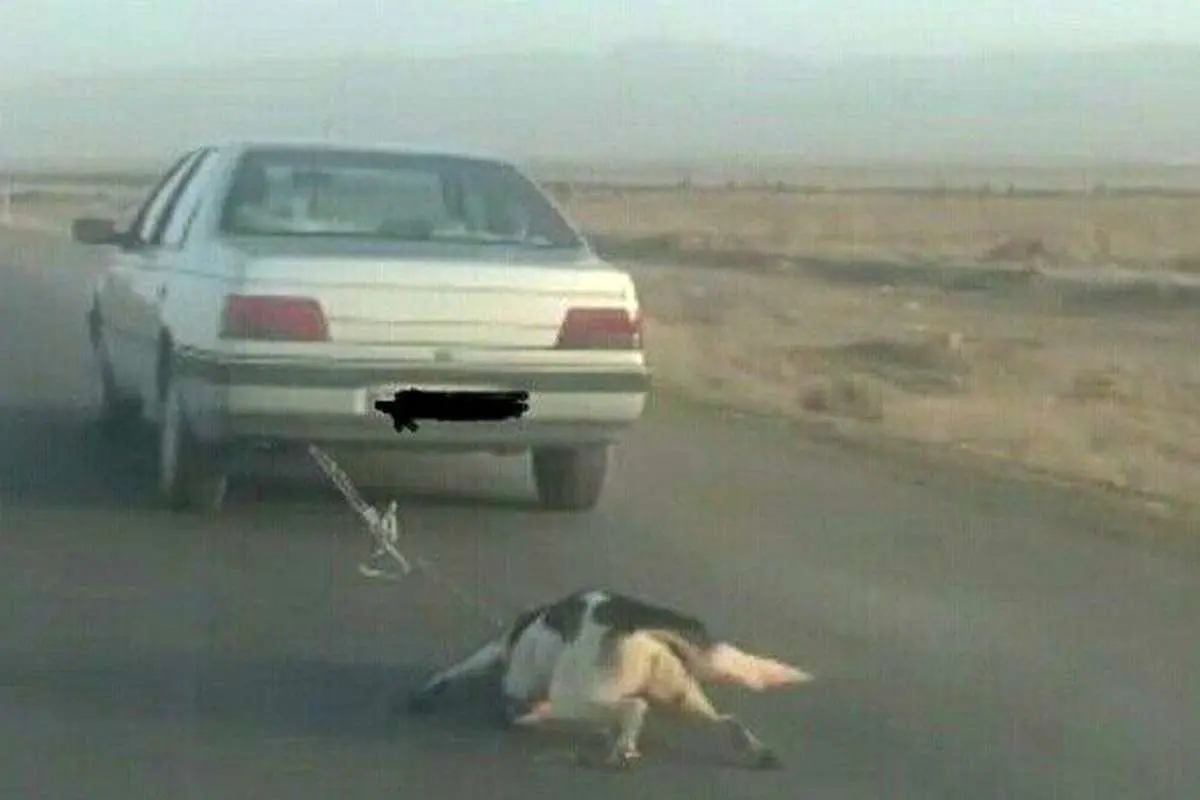 بستن سگ به خودرو در جاده اشتهارد!