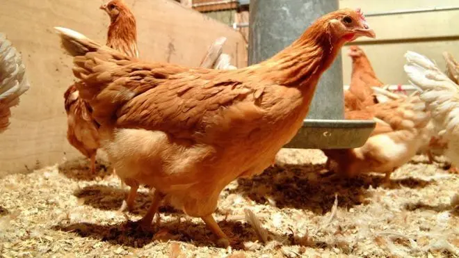 مرغ‌هایی که تخم ضد سرطان می‌گذارند