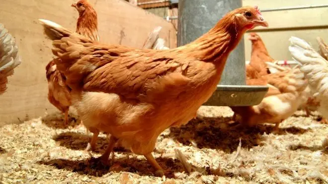 مرغ‌هایی که تخم ضد سرطان می‌گذارند