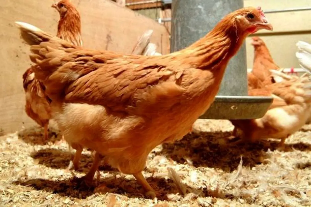 مرغهایی که تخم ضد سرطان میگذارند