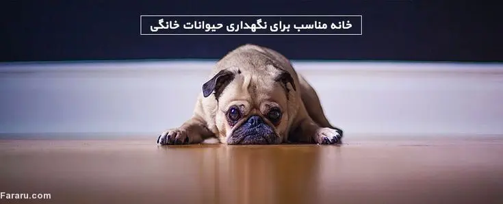 خانه مناسب برای نگهداری از حیوانات خانگی