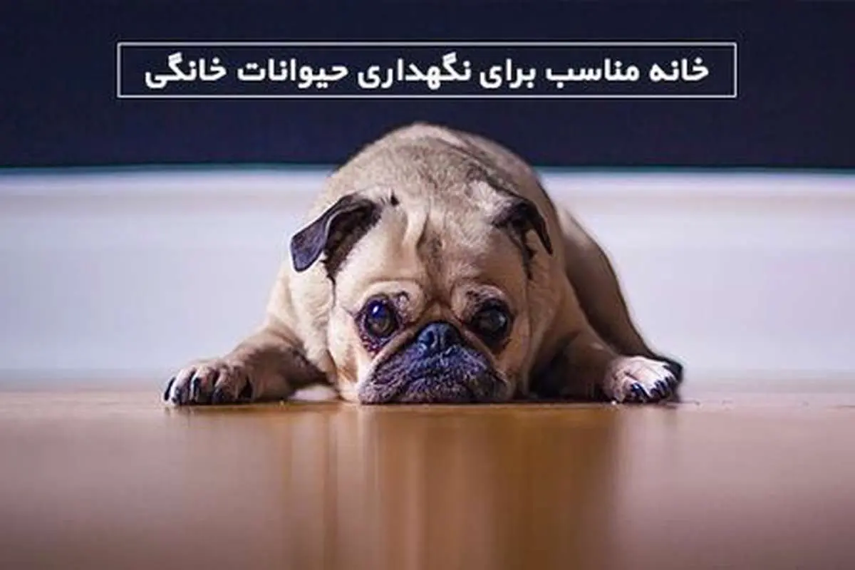خانه مناسب برای نگهداری از حیوانات خانگی