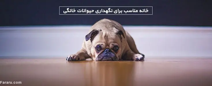 خانه مناسب برای نگهداری از حیوانات خانگی