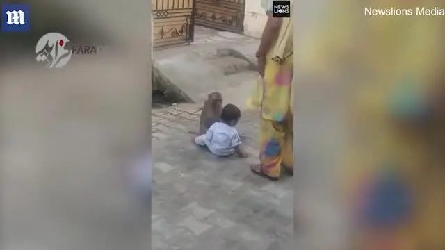 (ویدیو) میمونی که کودکی را برای بازی‌کردن دزدید!