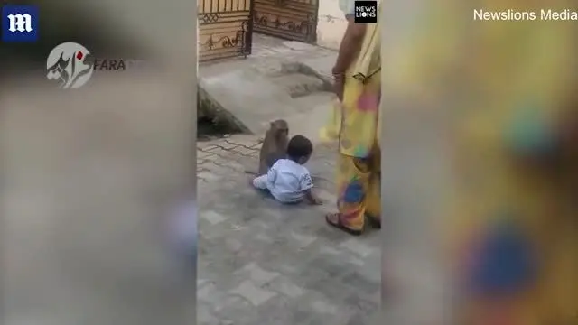 (ویدیو) میمونی که کودکی را برای بازی‌کردن دزدید!
