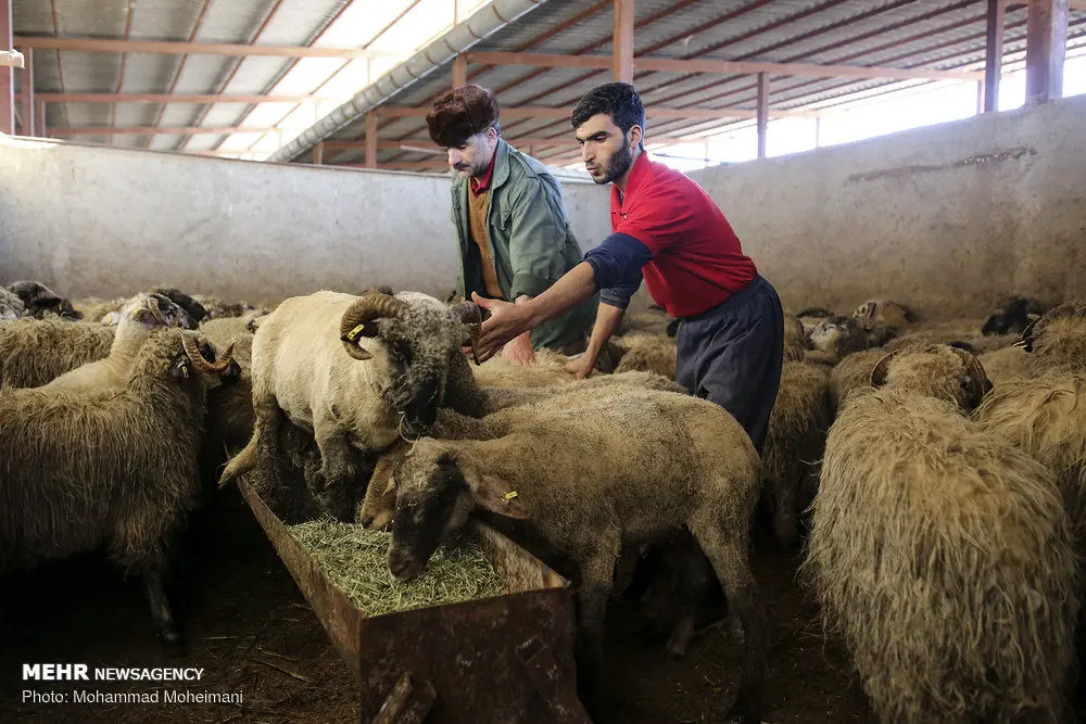 (تصاویر) گوسفندان رومانیایی در تهران
