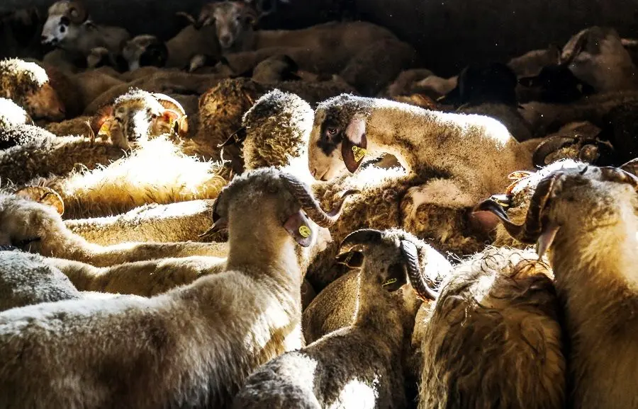 چهار دلیل برای کاهش قیمت گوشت پس از واردات دام زنده رومانیایی