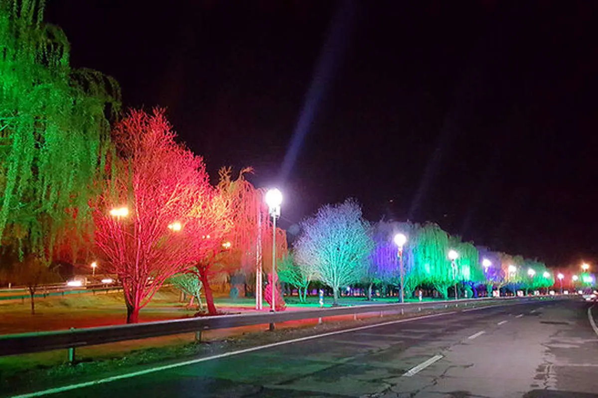 آلودگی نوری، عامل مرگ تدریجی درختان ولیعصر