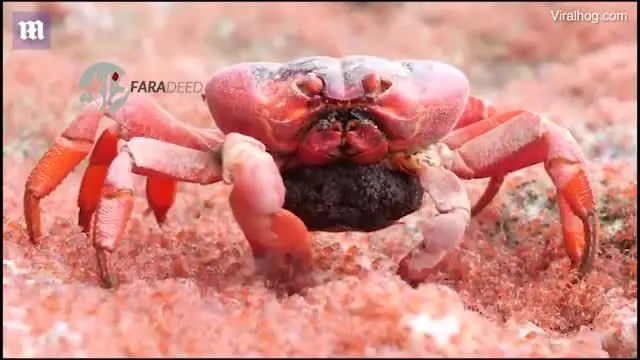 (ویدیو) شکار تصویری نادر از خرچنگی که خرچنگ می‌خورد!