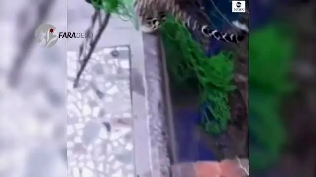 (ویدئو) پلنگ فراری از باغ وحش، ۶ نفر را درید!
