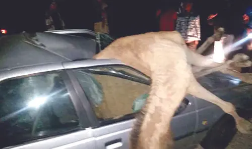 برخورد مرگبار پژو با شتر