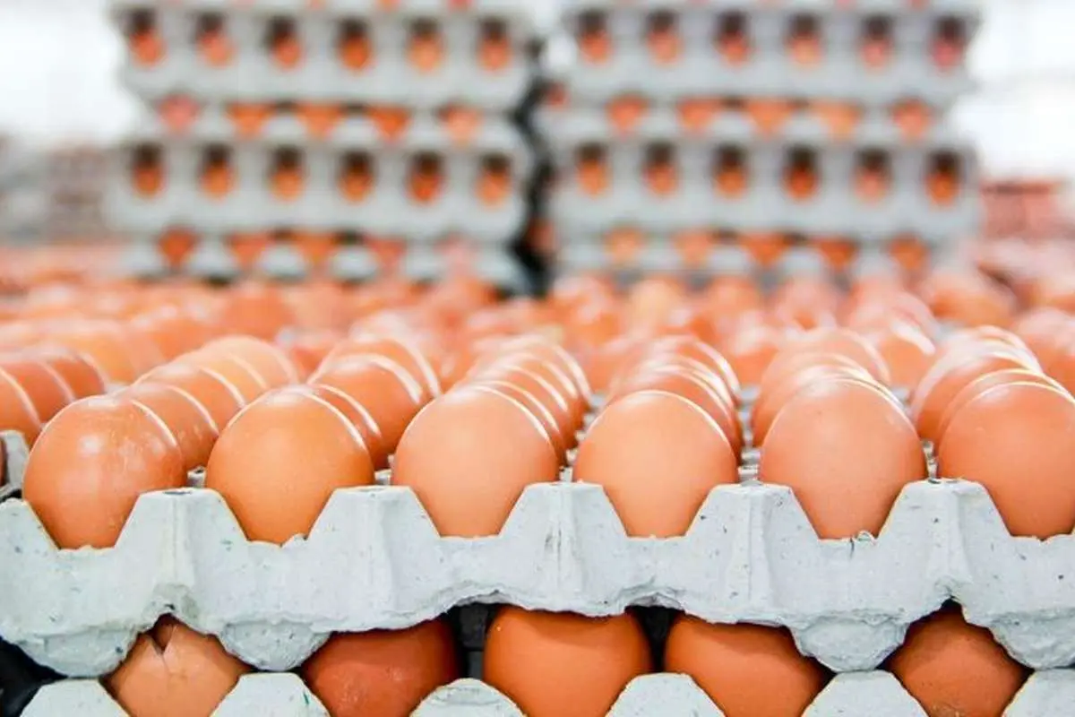قیمت تخممرغ کاهش یافت