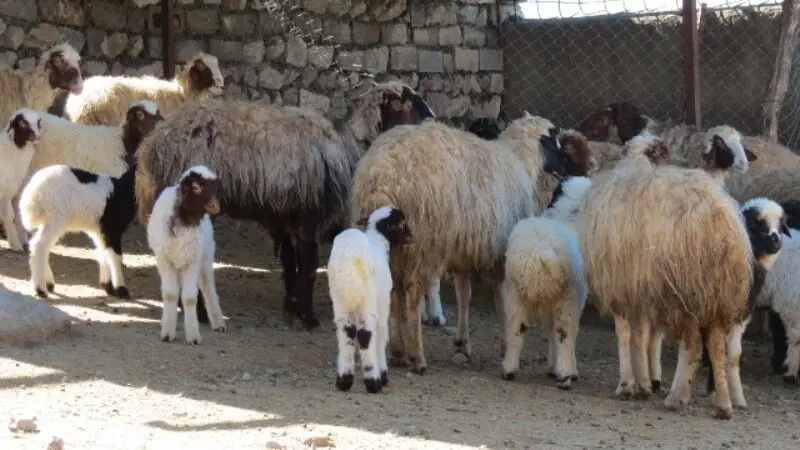 متهم گرانی گوشت قرمز تبرئه شد