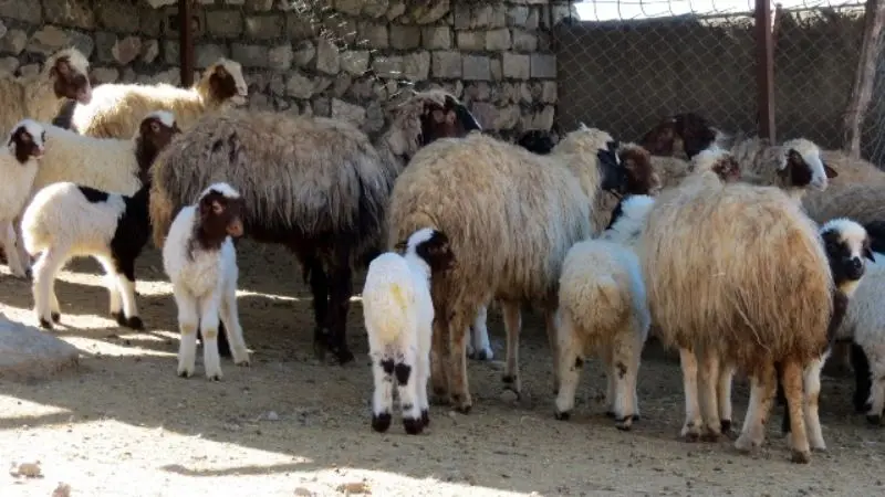 متهم گرانی گوشت قرمز تبرئه شد