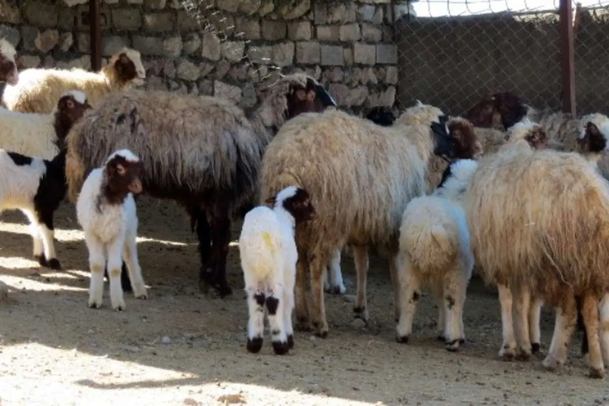 متهم گرانی گوشت قرمز تبرئه شد