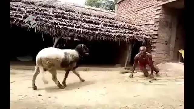 (ویدیو) نبرد عجیب یک پیر مرد با قوچ خشمگین!