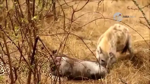 (ویدیو) گرازی که شکار یوزپلگ شد و طعمه‌ی کفتارها!