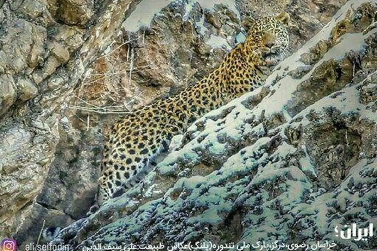 تصویر جدید از پلنگ ایرانی