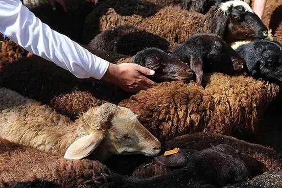 گوسفند ارزان شد، کی نوبت ارزانی گوشت می‌شود؟