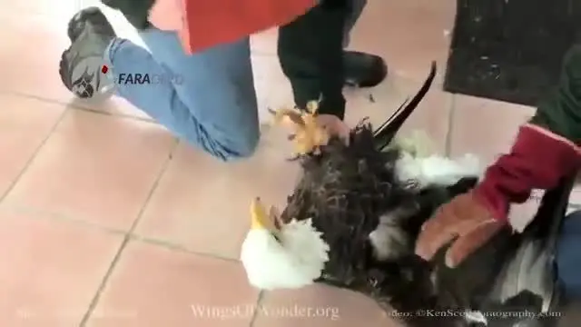 (ویدیو) نجات جان عقاب یخ زده!