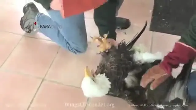 (ویدیو) نجات جان عقاب یخ زده!