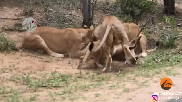 (ویدیو) آهوی نگون بخت، به طرزی عجیب شکار شیرها شد!