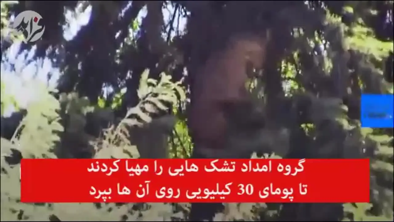 (ویدئو) گیر کردن پوما بالای درخت