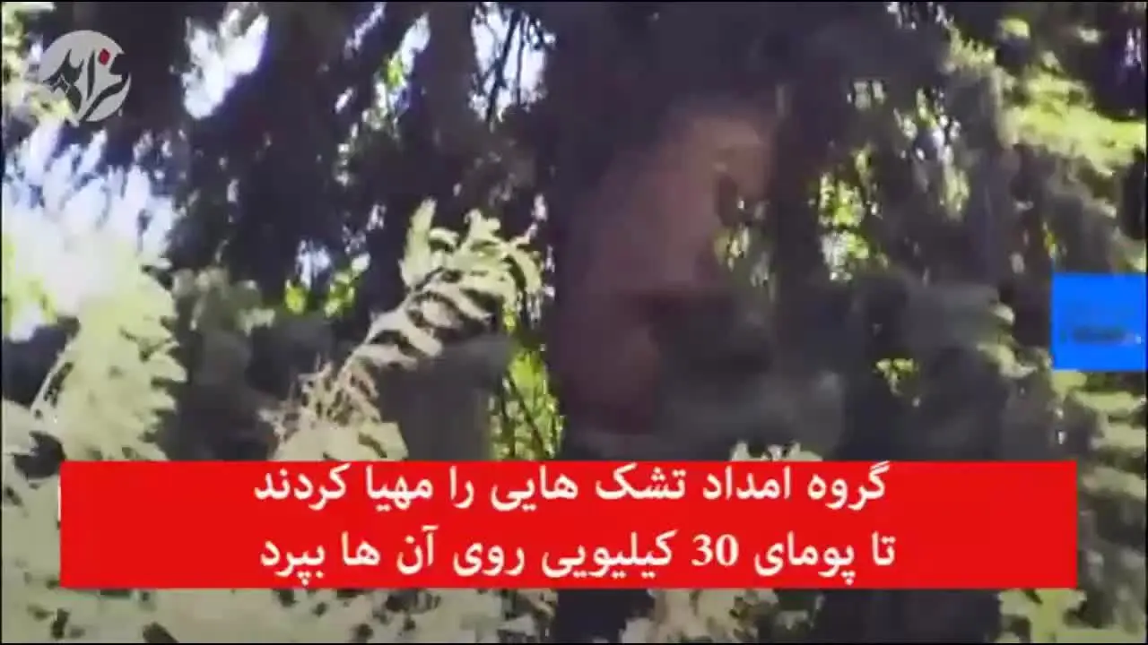 (ویدئو) گیر کردن پوما بالای درخت