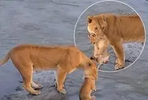 عبور پرخطر شیرها با توله‌ها از رودخانه