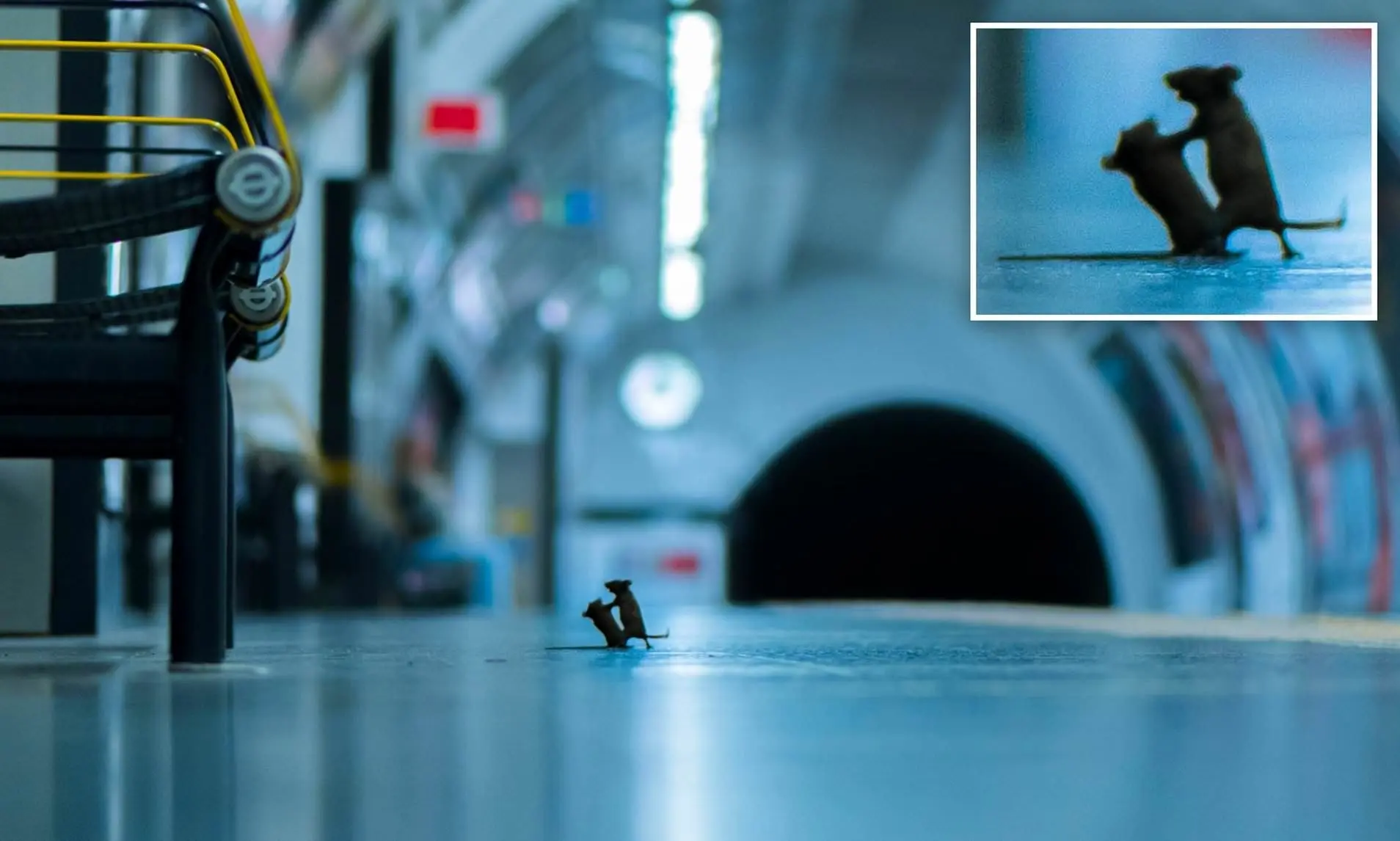  نبرد موش‌ها در متروی نیویورک بر سر یک دونات