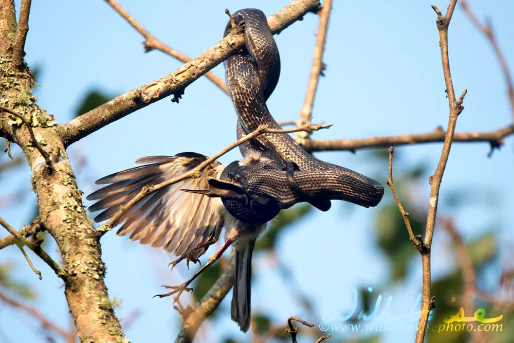 ببینید؛ مار خاکستری در حال بلعیدن پرنده مقلد