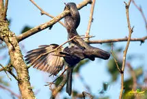 ببینید؛ مار خاکستری در حال بلعیدن پرنده مقلد