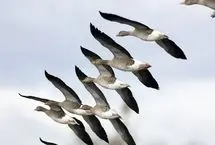 بازگشت پرنده‌های مهاجر به آبگیرهای میاندشت 