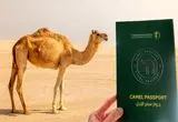 شترهای سعودی پاسپورت دار می‌شوند