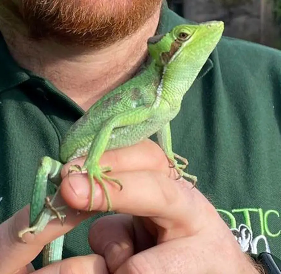 ایگوانای مادر بدون وجود نر، صاحب ۸ قلو شد!