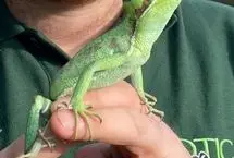 ایگوانای مادر بدون وجود نر، صاحب ۸ قلو شد!