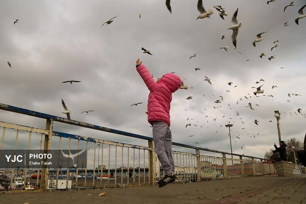 تصاویر؛ کاکایی‌ها؛ تماشایی‌ترین رفت‌وآمد زمستانی انزلی 2