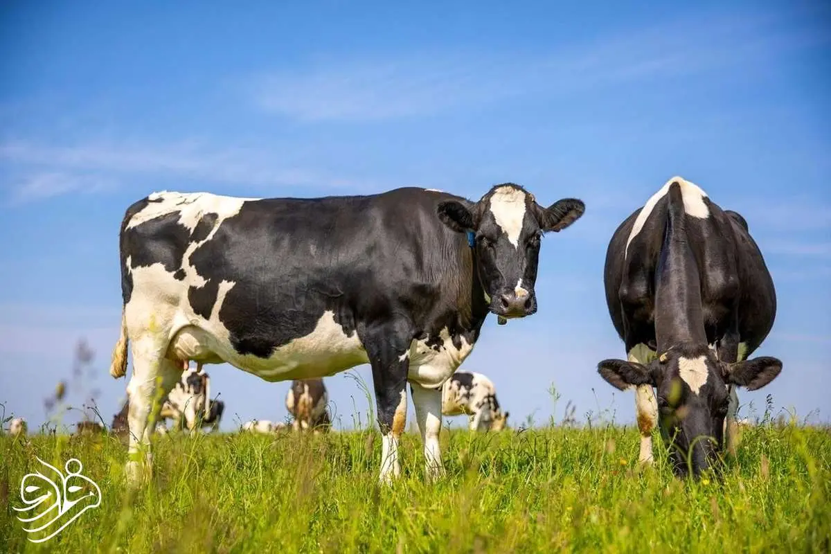 گاوهای خوشحال، مزرعه هوشمند؛ انقلاب در دامپروری آینده!