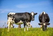 گاوهای خوشحال، مزرعه هوشمند؛ انقلاب در دامپروری آینده!