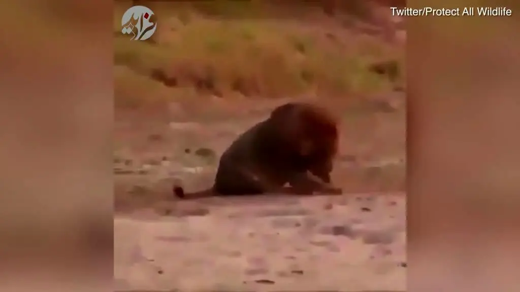 (ویدئو) شکار بی رحمانه شیر در حال خواب