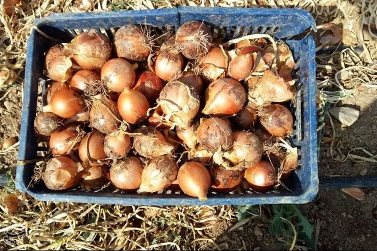 کشف ۳۵۰ تن پیاز احتکار شده؛ معادل یک میلیارد و ۲۰۰ میلیون