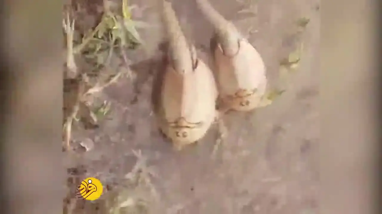 (ویدئو) کهن‌ترین گونه جانوری جهان در تالاب "هامون"