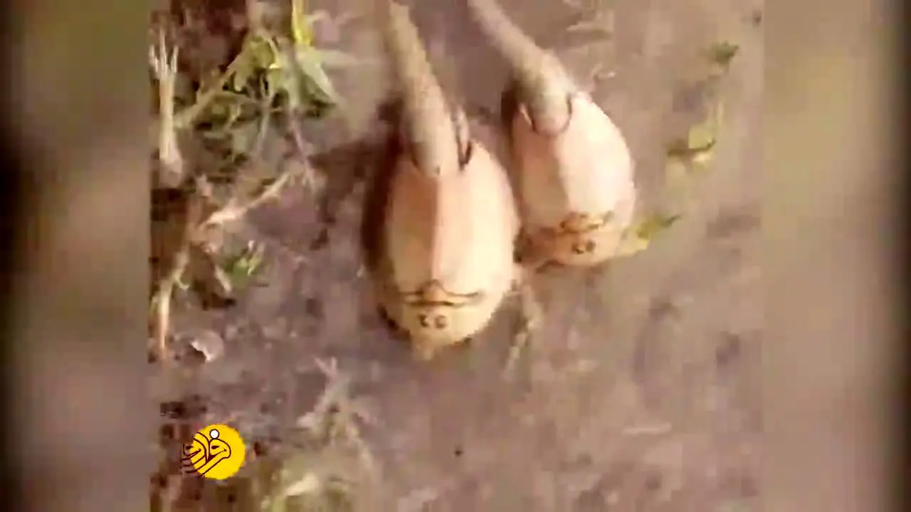 (ویدئو) کهن‌ترین گونه جانوری جهان در تالاب "هامون"